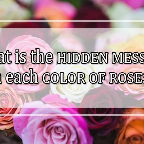 What is the hidden message in each color of roses?